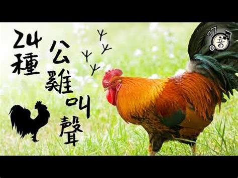 公雞啼鳴意思